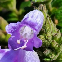 Strobilanthes gardneriana (Nees) T.Anderson